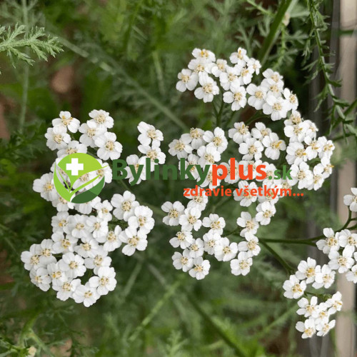 Rebríček obyčajný, myší chvost - Achillea millefolium L. / živá rastlinka v kvetináči