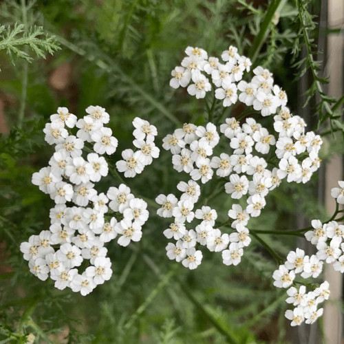 Rebríček obyčajný, myší chvost - Achillea millefolium L. / živá rastlinka v kvetináči