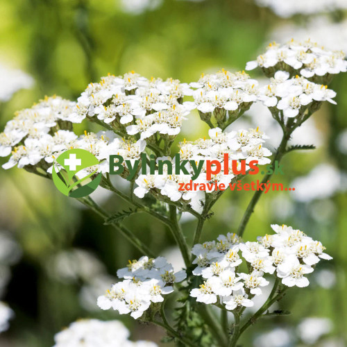 Rebríček obyčajný, myší chvost - Achillea millefolium L. / živá rastlinka v kvetináči
