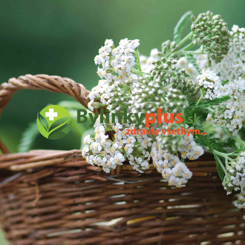 Rebríček obyčajný, myší chvost - Achillea millefolium L. / živá rastlinka v kvetináči
