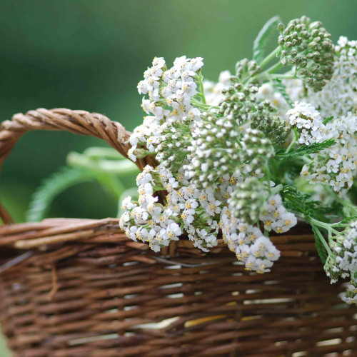 Rebríček obyčajný, myší chvost - Achillea millefolium L. / živá rastlinka v kvetináči