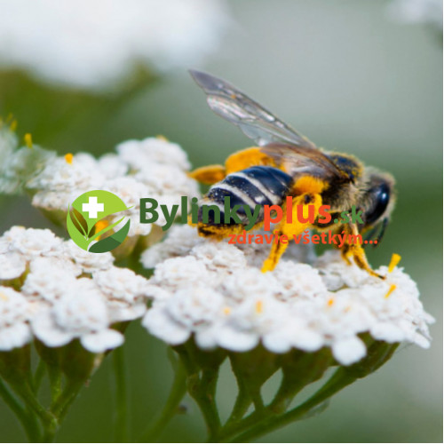 Rebríček obyčajný, myší chvost - Achillea millefolium L. / živá rastlinka v kvetináči