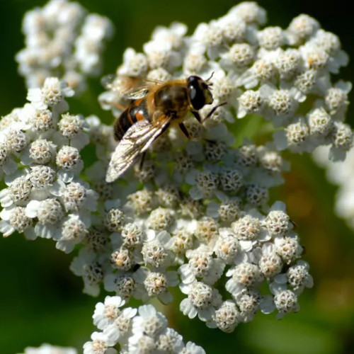 Rebríček obyčajný, myší chvost - Achillea millefolium L. / živá rastlinka v kvetináči