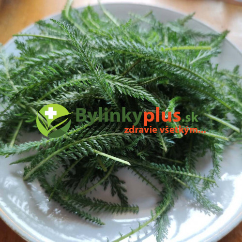 Rebríček obyčajný, myší chvost - Achillea millefolium L. / živá rastlinka v kvetináči