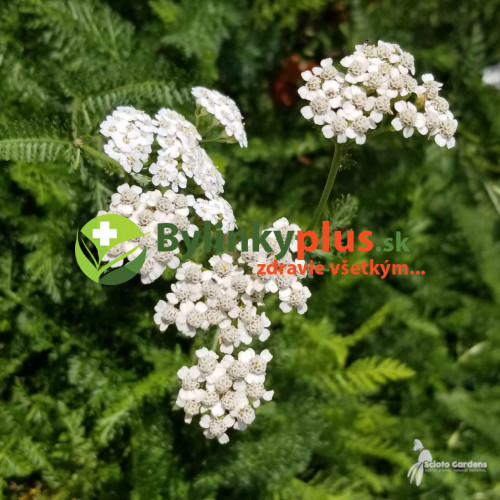 Rebríček obyčajný, myší chvost - Achillea millefolium L. / živá rastlinka v kvetináči