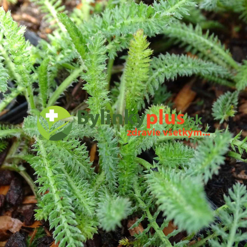 Rebríček obyčajný, myší chvost - Achillea millefolium L. / živá rastlinka v kvetináči