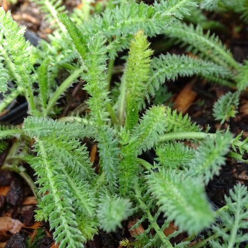 Rebríček obyčajný, myší chvost - Achillea millefolium L. / živá rastlinka v kvetináči