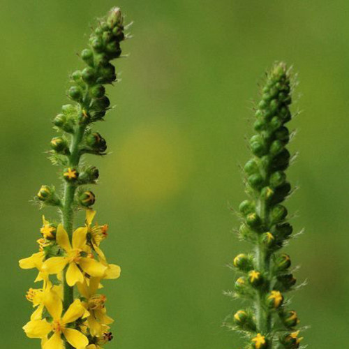 Repík lekársky (Agrimonia eupatoria L.)