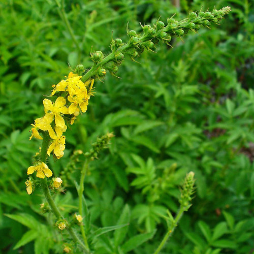 Repík lekársky (Agrimonia eupatoria L.)