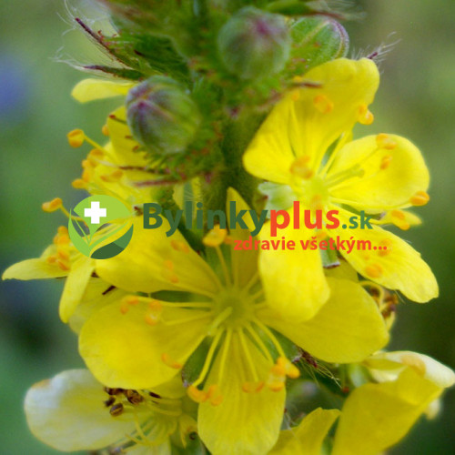 Repík lekársky (Agrimonia eupatoria L.)