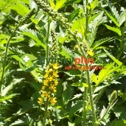 Repík lekársky (Agrimonia eupatoria L.)