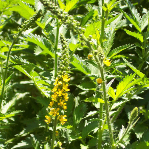 Repík lekársky (Agrimonia eupatoria L.)