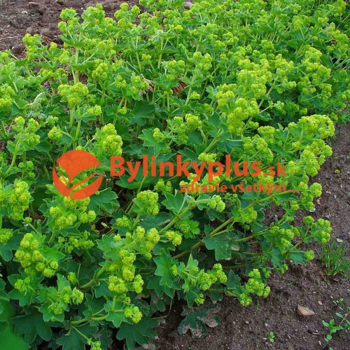 ALCHEMILKA OBYČAJNÁ, PASIENKOVÁ Alchemilla monticola L., (A. vulgaris L.) / živá rastlinka v kvetináči