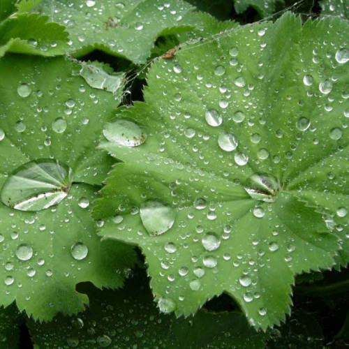 ALCHEMILKA OBYČAJNÁ, PASIENKOVÁ Alchemilla monticola L., (A. vulgaris L.) / živá rastlinka v kvetináči