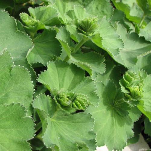 ALCHEMILKA OBYČAJNÁ, PASIENKOVÁ Alchemilla monticola L., (A. vulgaris L.) / živá rastlinka v kvetináči