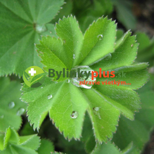 ALCHEMILKA OBYČAJNÁ, PASIENKOVÁ Alchemilla monticola L., (A. vulgaris L.) / živá rastlinka v kvetináči