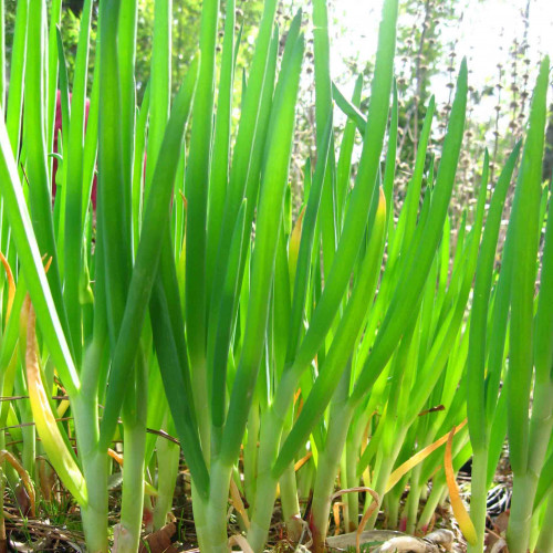 Cibuľa zimná, poshodová, egyptská - Allium x proliferum (Fistulosum var. viviparum) / živá rastlinka v kvetináči 