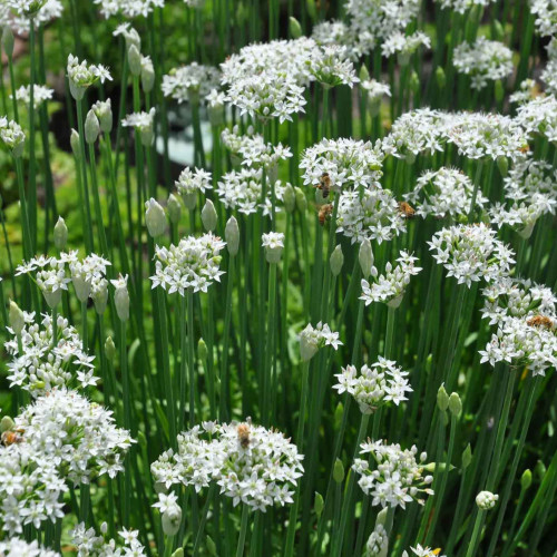 Pažítka čínska, cesnaková pažítka (Allium tuberosum) – živá rastlinka v kvetináčiku