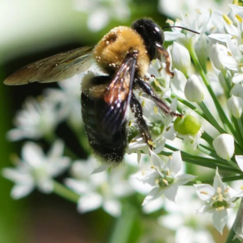 Pažítka čínska, cesnaková pažítka (Allium tuberosum) – živá rastlinka v kvetináčiku