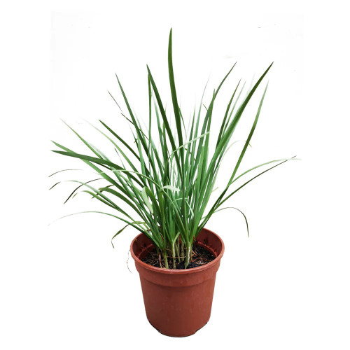 Pažítka čínska, cesnaková pažítka (Allium tuberosum) – živá rastlinka v kvetináčiku
