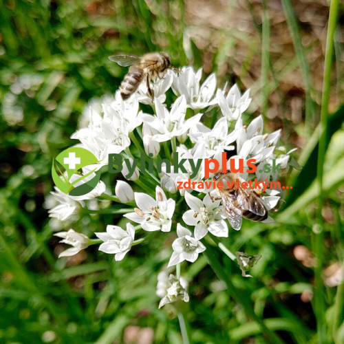 Pažítka čínska, cesnaková pažítka (Allium tuberosum) – živá rastlinka v kvetináčiku