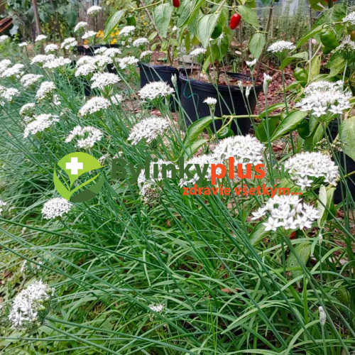 Pažítka čínska, cesnaková pažítka (Allium tuberosum) – živá rastlinka v kvetináčiku