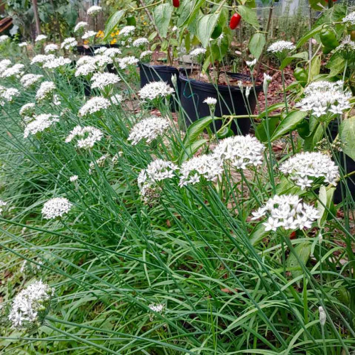 Pažítka čínska, cesnaková pažítka (Allium tuberosum) – živá rastlinka v kvetináčiku