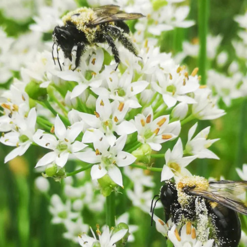 Pažítka čínska, cesnaková pažítka (Allium tuberosum) – živá rastlinka v kvetináčiku