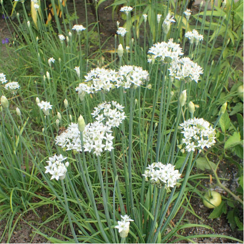 Pažítka čínska, cesnaková pažítka (Allium tuberosum) – živá rastlinka v kvetináčiku