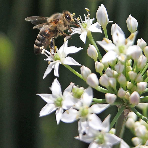 Pažítka čínska, cesnaková pažítka (Allium tuberosum) – živá rastlinka v kvetináčiku