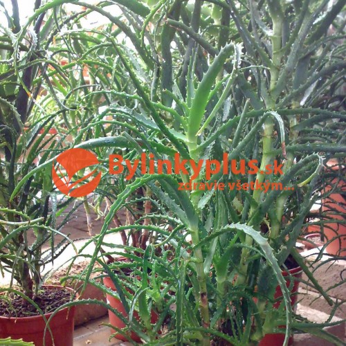 Aloe stromovitá – (Aloe arborescens, L.) 3 ročná