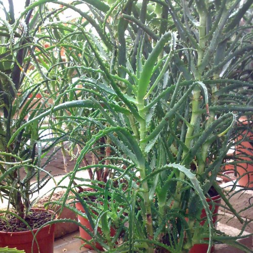 Aloe stromovitá – (Aloe arborescens, L.) 3 ročná / živá rastlinka v kvetináči