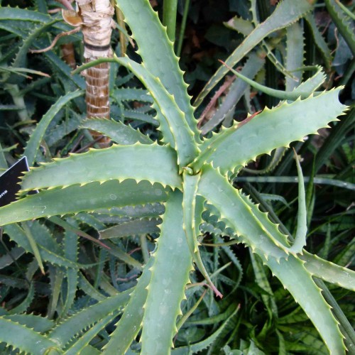 Aloe stromovitá – (Aloe arborescens, L.) 3 ročná / živá bylinka, rastlinka v kvetináči