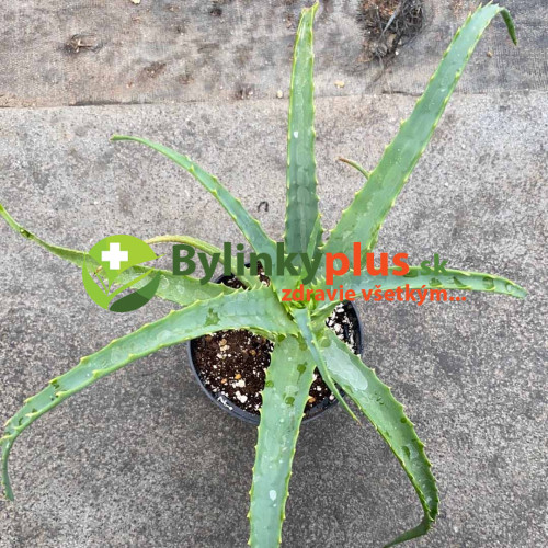 Aloe stromovitá – (Aloe arborescens, L.) 3 ročná