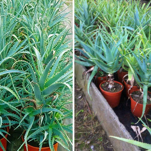 Aloe stromovitá – (Aloe arborescens, L.) 3 ročná / živá bylinka, rastlinka v kvetináči