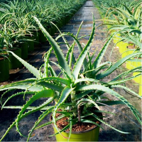 Aloe stromovitá – (Aloe arborescens, L.) 3 ročná / živá bylinka, rastlinka v kvetináči