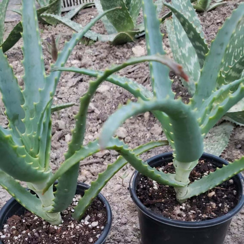 Aloe stromovitá – (Aloe arborescens, L.) 3 ročná / živá bylinka, rastlinka v kvetináči