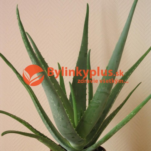 Aloe,  Aloa pravá - (Aloe vera L.)  3 ročná / živá rastlinka v kvetináči