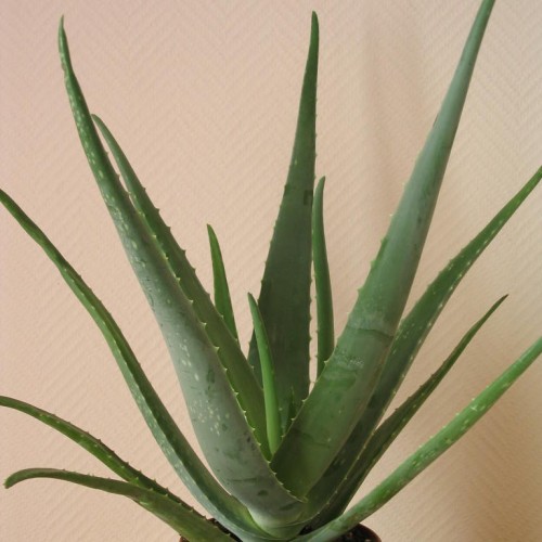 Aloe,  Aloa pravá - (Aloe vera L.)  3 ročná / živá bylinka, rastlinka v kvetináči
