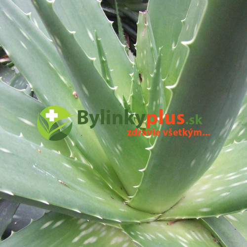 Aloe,  Aloa pravá - (Aloe vera L.)  3 ročná / živá rastlinka v kvetináči