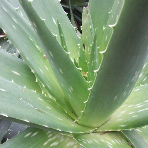 Aloe,  Aloa pravá - (Aloe vera L.)  3 ročná / živá bylinka, rastlinka v kvetináči