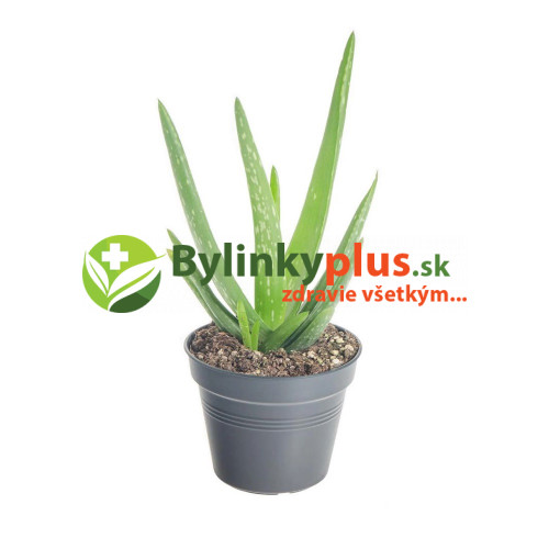 Aloe,  Aloa pravá - (Aloe vera L.)  3 ročná / živá rastlinka v kvetináči