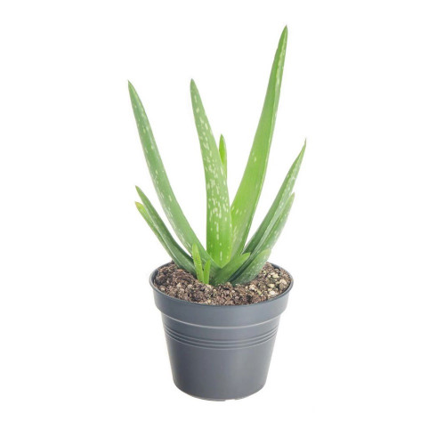 Aloe,  Aloa pravá - (Aloe vera L.)  3 ročná / živá rastlinka v kvetináči
