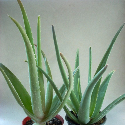 Aloe,  Aloa pravá - (Aloe vera L.)  3 ročná