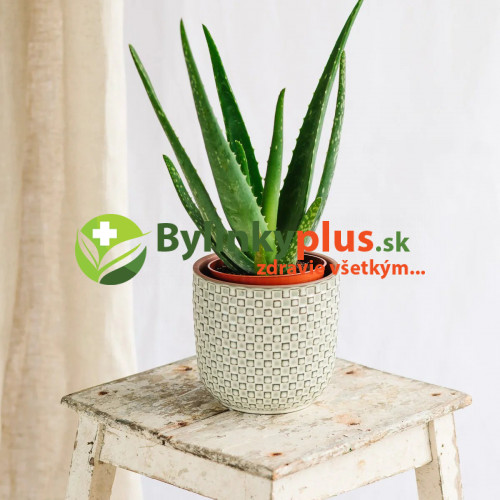 Aloe,  Aloa pravá - (Aloe vera L.)  3 ročná