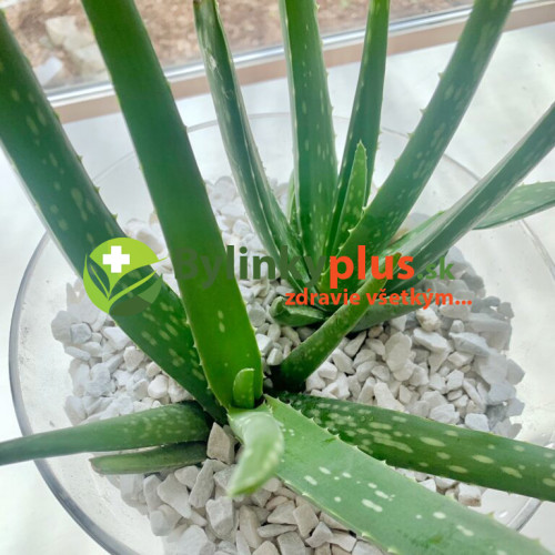 Aloe,  Aloa pravá - (Aloe vera L.)  3 ročná / živá rastlinka v kvetináči