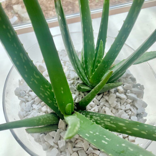 Aloe,  Aloa pravá - (Aloe vera L.)  3 ročná / živá bylinka, rastlinka v kvetináči