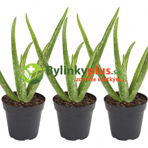 Aloe,  Aloa pravá - (Aloe vera L.)  3 ročná / živá rastlinka v kvetináči