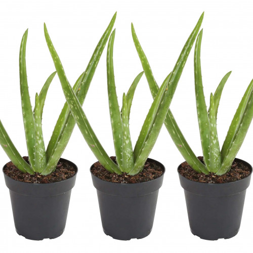 Aloe,  Aloa pravá - (Aloe vera L.)  3 ročná / živá bylinka, rastlinka v kvetináči