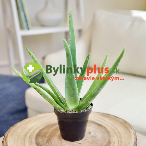 Aloe,  Aloa pravá - (Aloe vera L.)  3 ročná / živá rastlinka v kvetináči
